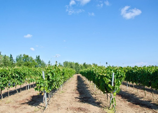 Cantina della Vernaccia, Winzer aus Sardinien